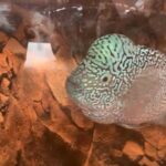 kamfa flowerhorn