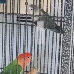 love birds + cage
