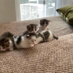 British shorthair mix kitten