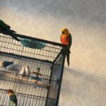 love birds