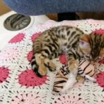 Active bengal kitten pedigree