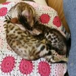 Lovely bengal kitten active with mum