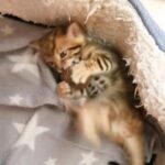Lovely bengal kitten active