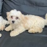 beautiful Bichon maltese