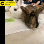 baby bunnies