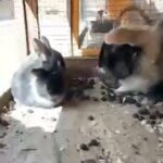 baby bunnies