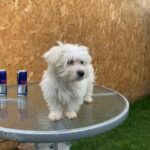 Bichon maltese girl