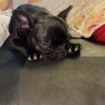 lovely frenchie girl