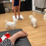 bichon girl