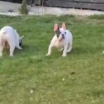 French bulldog
