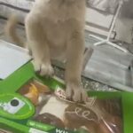 Siberian husky puppy for sale 1000£