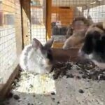 bunny rabbits