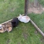 Beautiful bunnies