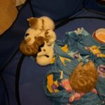 calico and ginger kittens