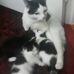 Beautiful kittens