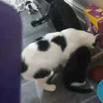 Beautiful kittens