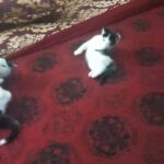 Beautiful kittens