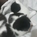 Beautiful kittens