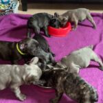 Uber cute French bulldogs