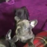 Gorgeous French bulldog pups for sale