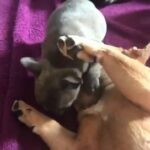 Gorgeous Frenchie’s.... message for prices
