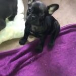 French bulldog.... meet Ariel