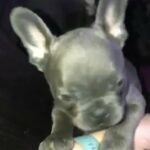 French bulldogs available 19th May