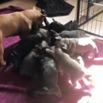 5 weeks old. super cute