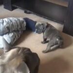 Frenchie heaven