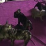 2 pups available....French bulldogs