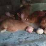 new Zealand rabbit for sale in London