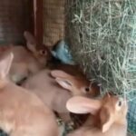 new Zealand rabbit