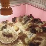 quails for sale