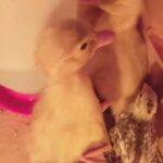 pure breed Peking Ducks lin