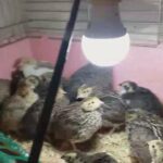 quails for sale