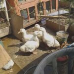 Peking ducks for sale