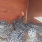 quails from sale