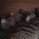 60 quails for sale