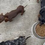 four KC registered Miniature Daschunds