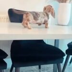 KC Minature boy Daschund