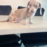 KC registered Mini Daschund Isabella dapple