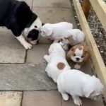 English bulldogs KC registered available now