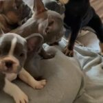 KC Registered French Bulldogs