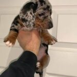mini Daschund boy