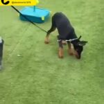 female Doberman 16 weeks