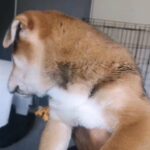 Puppies