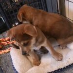 Japanese Akita Puppy