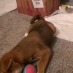 Puppy Japanese Akita!