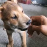 Japanese Akita PUPPY