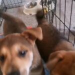 PUPPIES!!!!